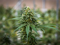 Житель Бней-Брака и его сообщники обвиняются в хищении полутонны Житель Бней-Брака и его сообщники обвиняются в хищении полутонны