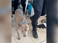 Из квартиры в Кирьят-Яме спасли питбуля, которого бросили без воды и еды