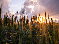 Во время войны сельскохозяйственные организации будут отчитываться о своих запасах