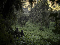 Леса Африки перешли от поглощения к выделению углерода, исследование Леса Африки перешли от поглощения к выделению углерода, исследование