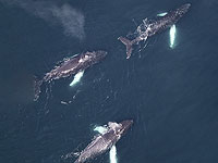 В организме дельфинов и китов обнаружены беспрецедентные уровни вредных химических веществ