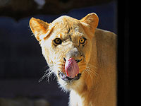 В бразильском зоопарке львица загрызла залезшего в ее вольер посетителя