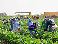 Израиль договорился о завозе сельхозработников из Камбоджи