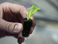 Растения реагируют не на сами погодные условия, а на скорость их изменений