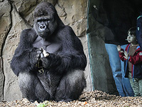 Наш мозг распознает голоса сородичей-приматов