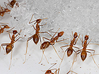 Муравьи чувствуют запах смертельной инфекции до того, как она распространится Муравьи чувствуют запах смертельной инфекции до того, как она распространится