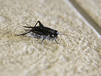 Сверчки, как и другие насекомые, не могут отличить микропластик от еды