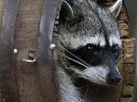 В США енот проник в алкомаркет, побил бутылки и уснул пьяным