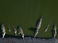 Управление охраны природы: крокодилов в Пцаэле умертвили, чтобы они не стали оружием террора