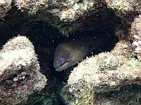 Морская фауна у берегов Бат-Яма: ежи и мурены. Фотогалерея 2025 года