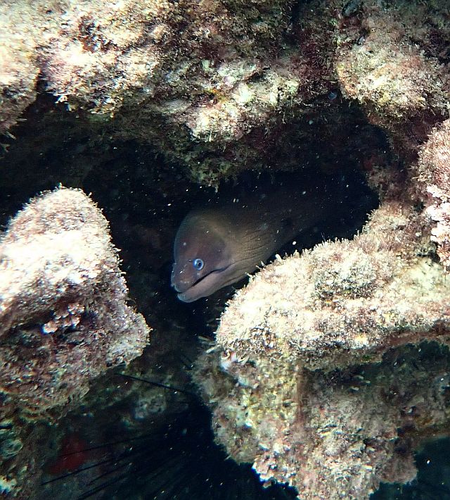 Средиземноморская мурена (Muraena helena)
