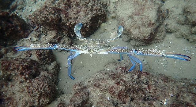 Голубой краб-плавунец, самец (Callinectes sapidus) - инвазивный вид для Средиземного моря
