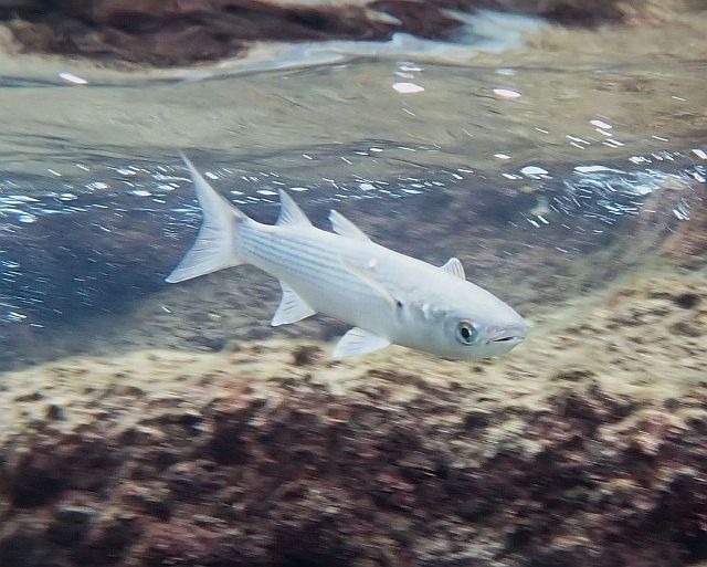 Серая кефаль (