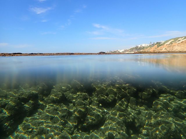Морская фауна у берегов Бат-Яма: ежи и мурены. Фотогалерея 2025 года
