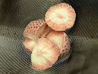 Минздрав Израиля объявил об отзыве замороженной клубники для сети 