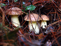 Начало грибного сезона в Израиле. Присылайте ваши фотографии