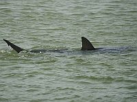 Серо-голубая акула (Carcharhinus plumbeus) около побережья Израиля Серо-голубая акула (Carcharhinus plumbeus) около побережья Израиля