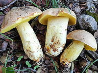 Грибной сезон в Израиле: декабрь 2025. Фотогалерея