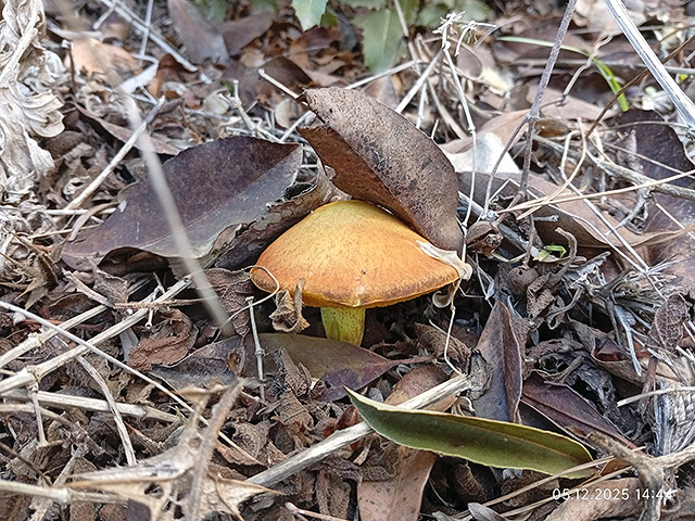 Грибной сезон в Израиле: декабрь 2025. Фотогалерея