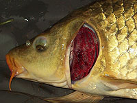 Фильтр, имитирующий жабры рыб, удаляет 99% микропластика из сточных вод Фильтр, имитирующий жабры рыб, удаляет 99% микропластика из сточных вод