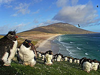 Израильская компания будет добывать нефть на Фолклендских островах