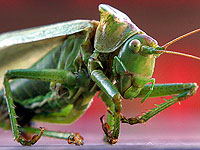 Саранча использует отрыгивание как химическую защиту от хищников Саранча использует отрыгивание как химическую защиту от хищников