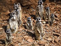 В рейтинге моногамии люди занимают место выше сурикатов, но ниже бобров