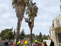 70-летний садовник застрял на пальме – потребовалась помощь пожарных и спасателей 70-летний садовник застрял на пальме – потребовалась помощь пожарных и спасателей