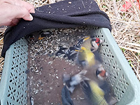 Палестинских нелегалов задержали за браконьерство: ловили сетями щеглов в заповеднике