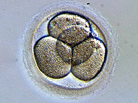 Как эмбрион и матка 