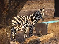 В дни праздника Ханука в 