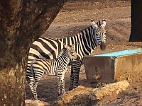 В дни праздника Ханука в В дни праздника Ханука в