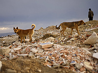 Минздрав сообщает: случаи бешенства животных в Галилее и Самарии