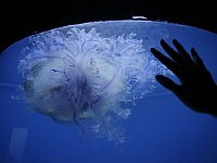 Трехлетний израильтянин ужален медузой на Филиппинах, он в тяжелом состоянии