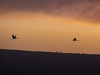 Впервые за много лет пару окольцованных в Израиле журавлей заметили в Иране