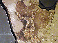 Окаменелости оперенных динозавров возрастом 160 миллионов лет помогают понять эволюцию полета