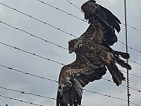 Возле Маале-Гильбоа спасли орла-могильника, запутавшегося в колючей проволоке
