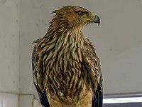 Возле Маале-Гильбоа спасли орла-могильника, запутавшегося в колючей проволоке