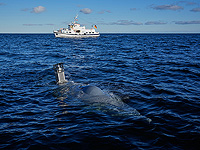 Израильский стартап разработал систему связи для флотов подводных дронов