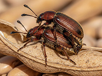 Ученые наблюдали за половыми актами жуков в течение 40 лет и увидели, как ускорилась эволюция