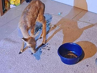 Под Иерусалимом задержан подозреваемый в незаконной охоте, спасена молодая газель