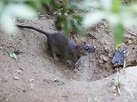 Крысы могут искать каннабис, чтобы справиться со стрессом