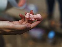 Ученые создают точную копию слизистой оболочки человеческой матки и имплантируют в нее эмбрионы