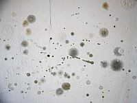 Суд обязал застройщика выплатить жильцам дома 8 миллионов шекелей за сырые стены