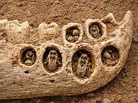 В древней пещере на Карибских островах были обнаружены пчелы, жившие внутри костей
