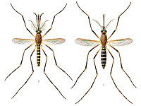 Самец слева, самка справа