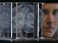 Сканирование головного мозга показывает, где вкус и обоняние соединяются, образуя аромат Сканирование головного мозга показывает, где вкус и обоняние соединяются, образуя аромат