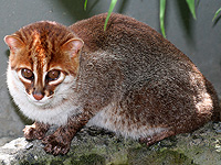 В Таиланде обнаружили суматранскую кошку, которую считали вымершей