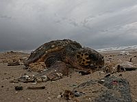 После шторма морские черепахи могут нуждаться в помощи. Опубликован номер горячей линии После шторма морские черепахи могут нуждаться в помощи. Опубликован номер горячей линии