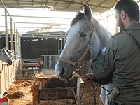 В Негеве была украдена лошадь, используемая для программ реабилитации
